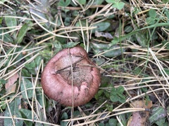 Chroogomphus rutilus