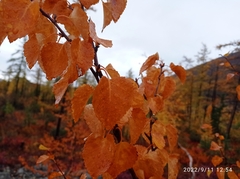 Betula pubescens pumila