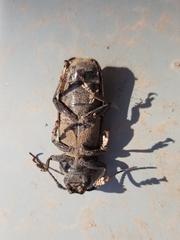 Archodontes melanopus aridus