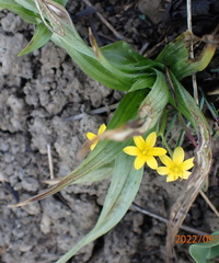 Hypoxis costata