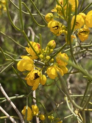 Senna artemisioides