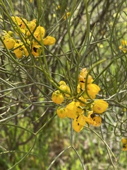 Senna artemisioides