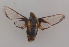 Hemaris aethra