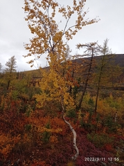 Betula pubescens pumila