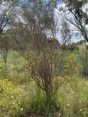 Senna artemisioides