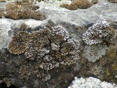 Physconia enteroxantha