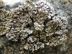 Physconia enteroxantha