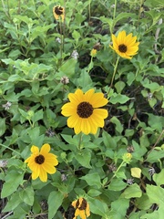Helianthus debilis