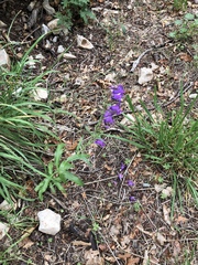 Penstemon neomexicanus