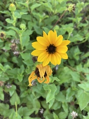 Helianthus debilis