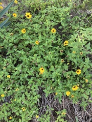 Helianthus debilis