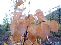 Betula pubescens pumila