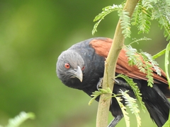 Centropus sinensis