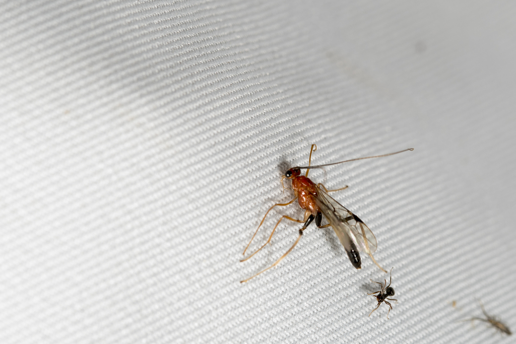 Macrocentrus gigas