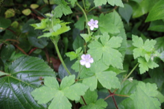 Geranium seemannii