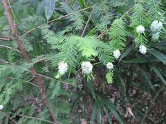 Taxodiomyia cupressiananassa