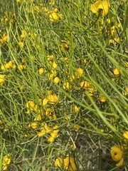 Senna artemisioides