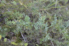 Vicia amoena