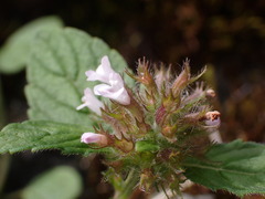 Clinopodium chinense