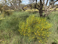 Senna artemisioides