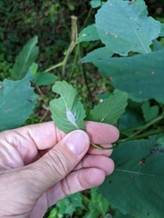 Neolasioptera impatientifolia