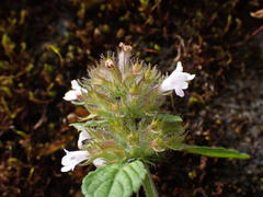 Clinopodium chinense