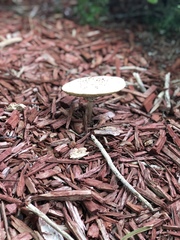 Chlorophyllum molybdites image