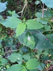 Neolasioptera impatientifolia