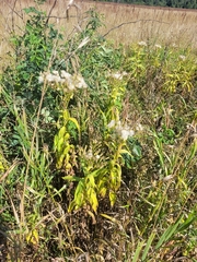 Senecio sarracenicus