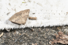 Blasticorhinus rivulosa