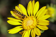 Sphaerophoria scripta