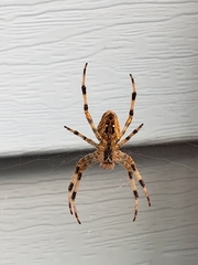 Araneus