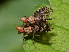 Trypetoptera punctulata