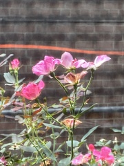 Magnoliopsida