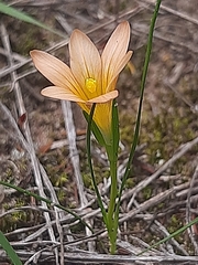 Romulea setifolia