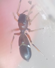 Leptorchestes berolinensis