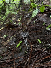 Xylaria hypoxylon