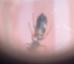 Leptorchestes berolinensis