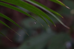 Armigeres subalbatus