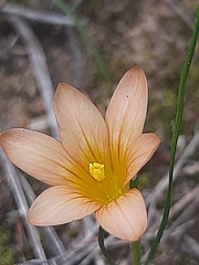 Romulea setifolia