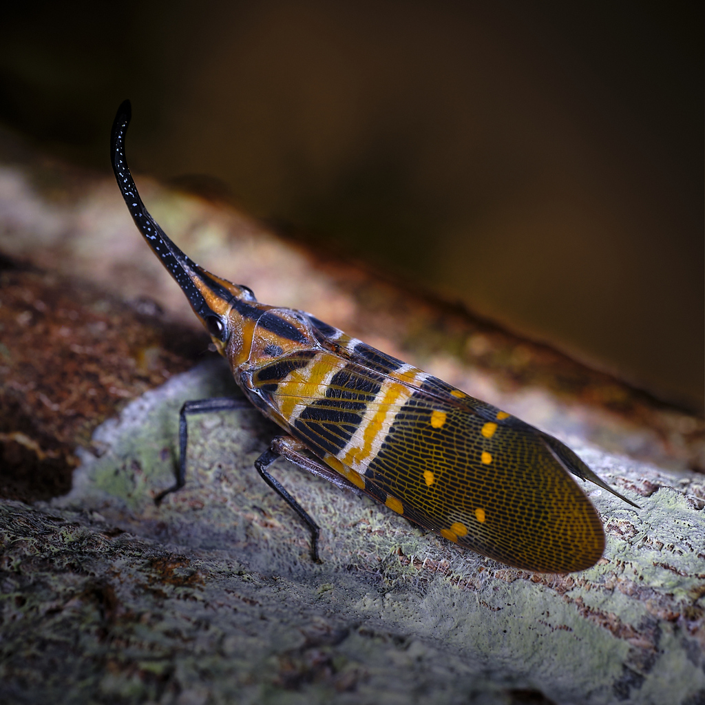 Pyrops hobbyi