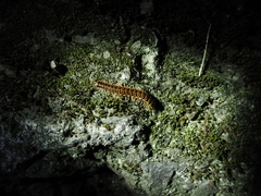 Helicorthomorpha holstii