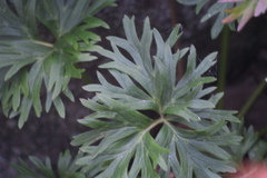 Anemonastrum
