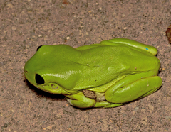 Ranoidea caerulea