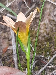 Romulea setifolia