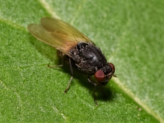 Minettia longipennis