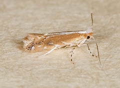 Cameraria ulmella