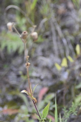 Silene noctiflora