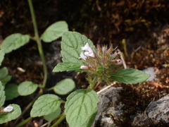 Clinopodium chinense
