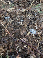 Coprinopsis lagopus